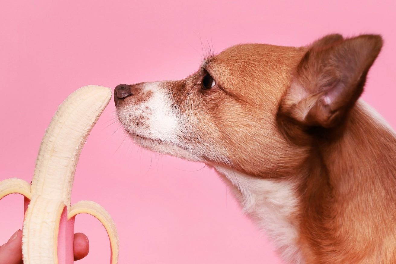 Aprikosfärgad hund med vit nos nosar på en skalad banan som hålls framför ansiktet